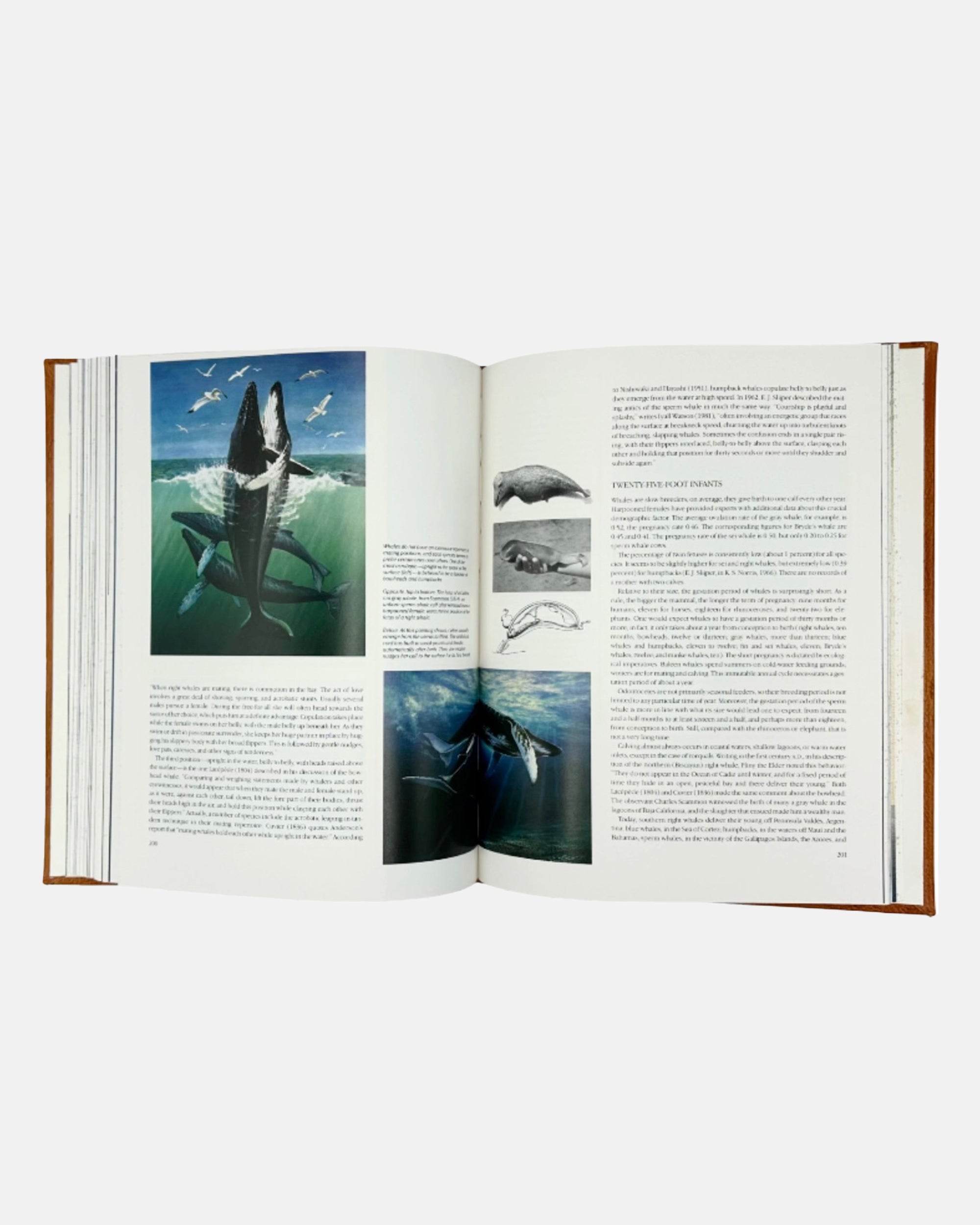 Jacques Cousteau Whales Skald Club Limited Edition 1991 Book